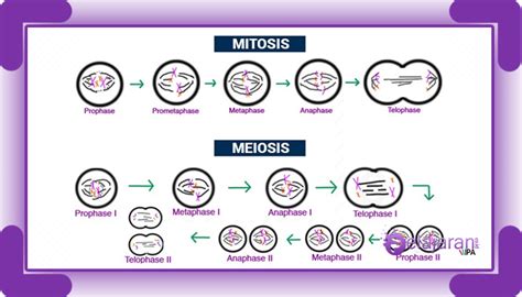 Pembelahan Sel Amitosis Mitosis Meiosis Dan Tahap Pembelahan Sel