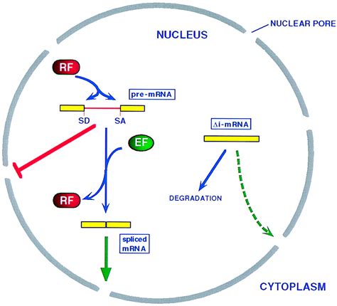 Connections Between The Processing And Nuclear Export Of Mrna Evidence