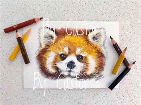 Red Panda Pencil Drawing