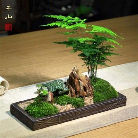 Best Terrarium Plants Garden Terrarium Bonsai Plants Bonsai Garden