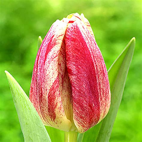 Tulipa Triumph Kanok Top Flora Shop