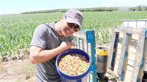 Making It Rain Skittles In Real Life With A Cannon Youtube