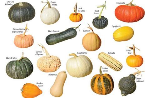 Gourd types – Artofit