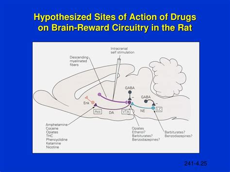 Ppt I Introduction Ii Neural And Neurochemical Bases Of Reward And