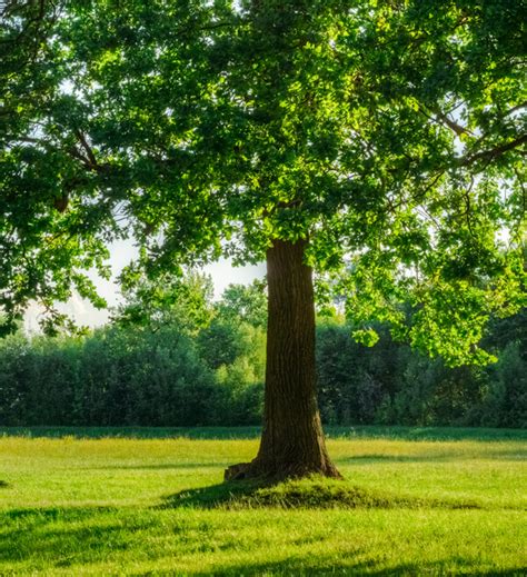 Piantare Alberi Aosta Un Importante Regalo Sostenibile