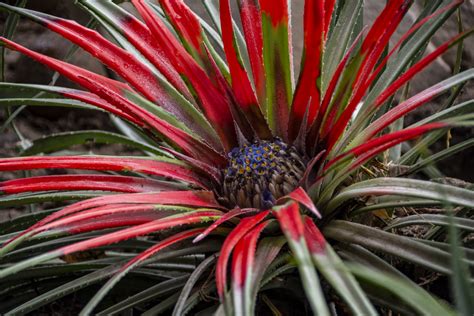 Tillandsia Victoria Foto Stock Gratuita Public Domain Pictures