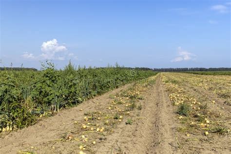 A Field With A Ripe Onion Harvest During The Food Harvest Stock Photo