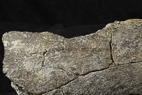 Mastodon Bone Findings Could Upend Our Understanding Of Human History