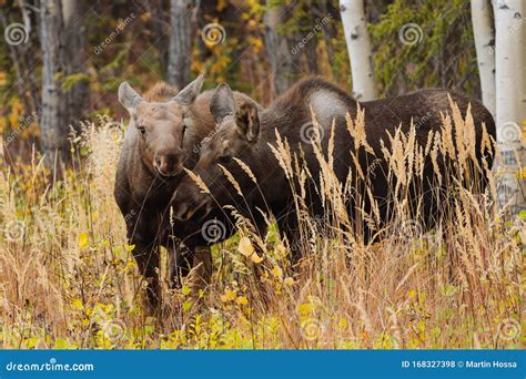 Mother Moose with Calves in High Grass in Alaska Stock Photo - Image of travel, grass: 168327398