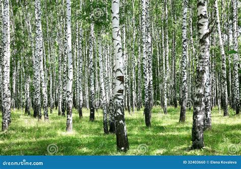 Summer July View Of Birch Grove In Sunlight Stock Photo Image Of