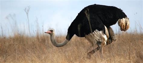 Welcome The Worlds Tallest Bird The Ostrich Critter Science