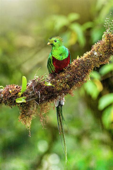 Resplendent Quetzal Photograph By Juan Carlos Fonseca Sanabria Fine