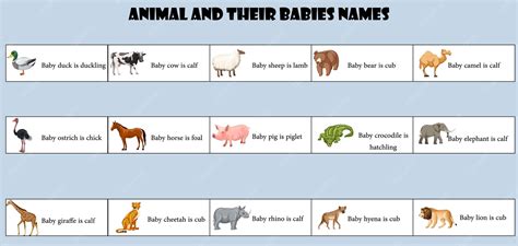 premium vector animal   babies names