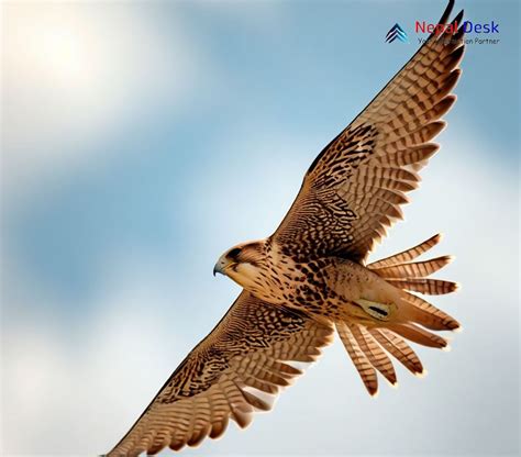 Saker Falcon: The Regal Hunter of the Skies | Nepal Desk