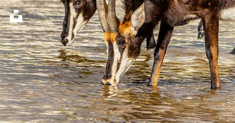 A group of animals drinking water photo – Free Linyanti Image on Unsplash