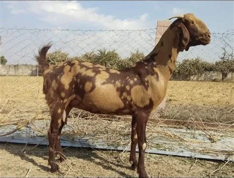 Brown Sirohi Female Goat Weight Kg At Rs Kg In Ajmer Id