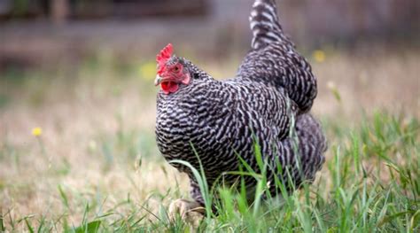 12 Heritage Meat Chicken Breeds Artofit