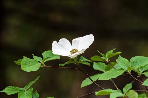 Dogwood Tree Leaves – Identifications, and Common Issues - Plantglossary