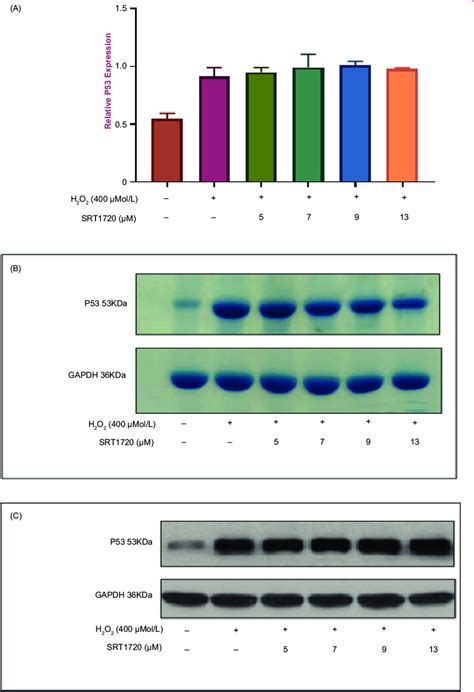 Effect Of SRT1720 On P53 By Western Blot A SRT1720 Demonstrates