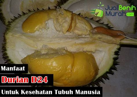 Inilah Kandungan Nutrisi Dan Manfaat Buah Durian D Yang Ternyata