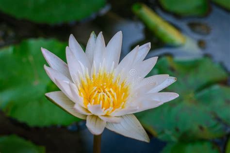 White Lotus Flowers that are Blooming Beautifully. Stock Image - Image ...