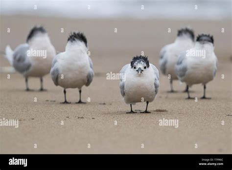 Sandwich Tern Thalasseus Sandvicensis Flock Resting On A Beach Stock