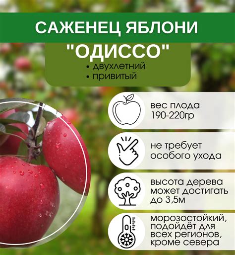 Купить саженцы Яблоня Красномякотная Одиссо с доставкой! | Florali-Flor