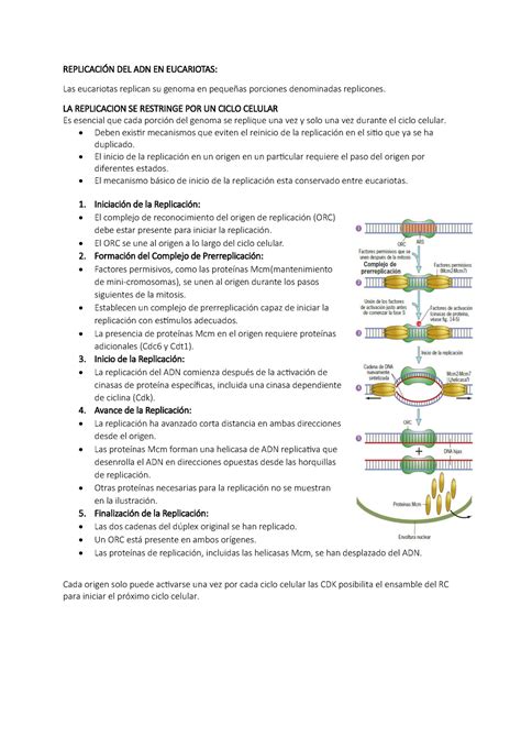 Replicacion Adn Eucariotas Replicaci N Del Adn En Eucariotas Las