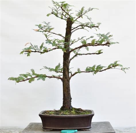 Dawn Redwood Bonsai Tree Bonsai Learning Center Store