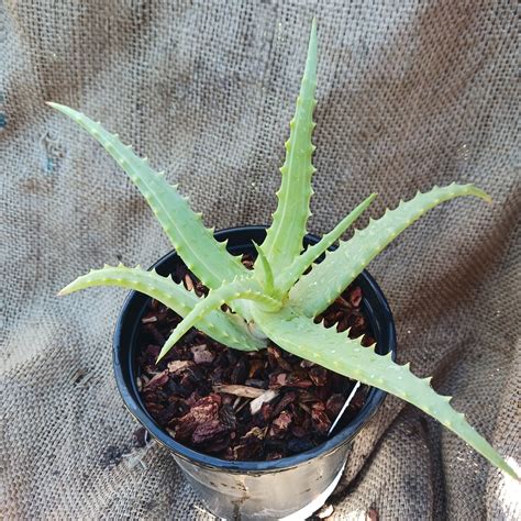 Aloe Arborescens Variegata 1ga Dryoasisplants