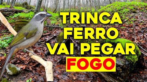 FAÇA O SEU TRINCA FERRO CANTAR COMO NUNCA ANTES ESSE ESQUENTA YouTube