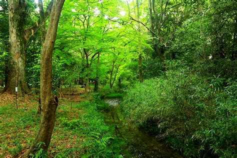 もうすぐ新緑の季節！ 京都のお気に入り“青もみじスポット”10選｜そうだ 京都、行こう。