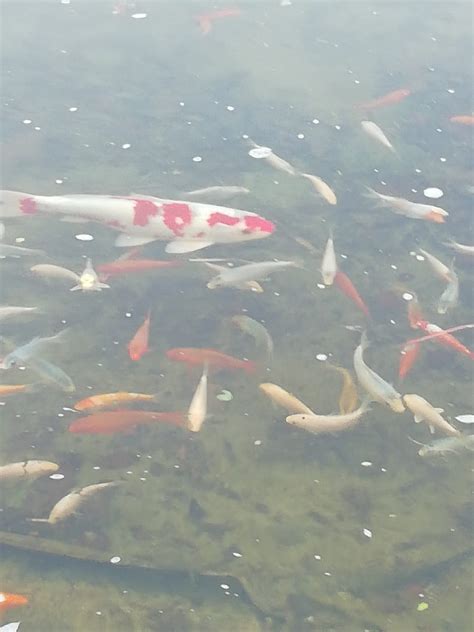 Koi Karpfen Horstmar Koi Karpfen Und Andere Karpfenfische Deine