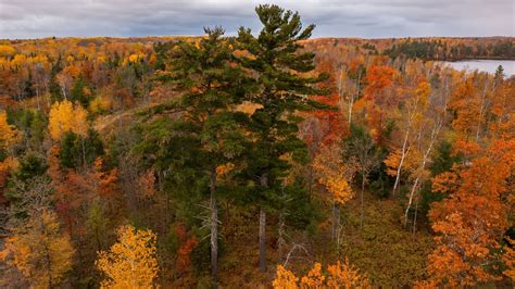 Bringing Back The White Pine A Foundational American Tree Mpr News