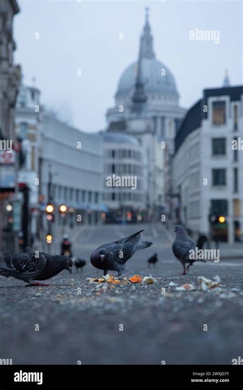 Pigeon Fleet Hi Res Stock Photography And Images Alamy