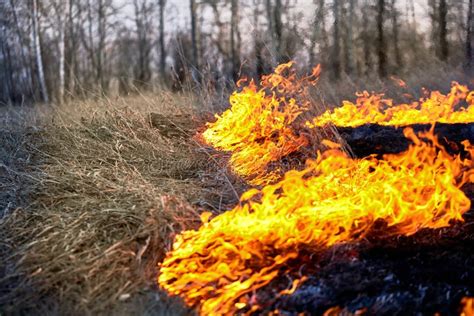 Open Flame Burning Dry Grass In The Field Stock Image Image Of Fire