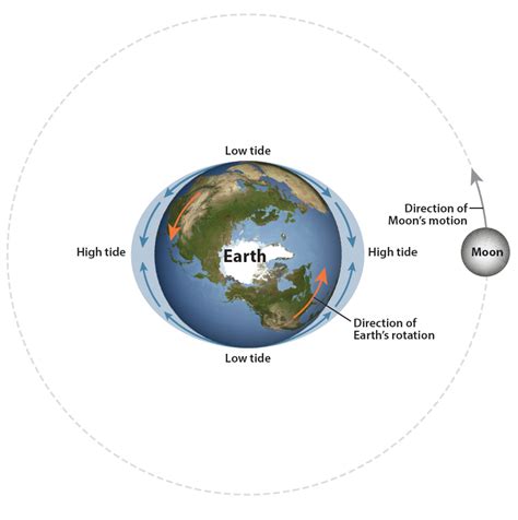 I saw a program that showed the Moon revolving around Earth, causing ...