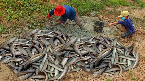 Mud Fishes Under Deep Hole Mud Best Fishing Catch A Lot Of Mud Fishes