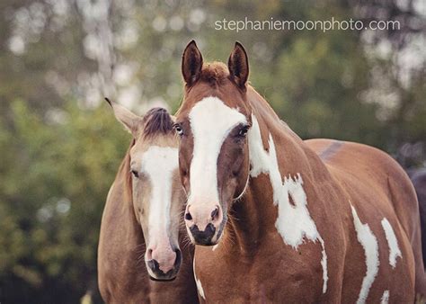 Horse Photography Wild Horses Wild Horse Photography Fine - Etsy