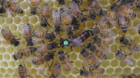 Conflict Among Honey Bee Genes Supports Theory Of Altruism Penn State