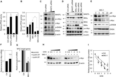 Mki 1 A Novel Small Molecule Inhibitor Of Mastl Exerts Antitumor And