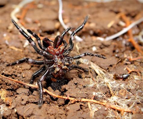 "Funnel-web spider" by Matt Duncan | Redbubble