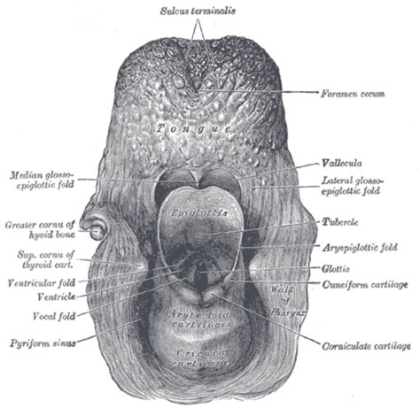 Pyriform Sinus Wikipedia