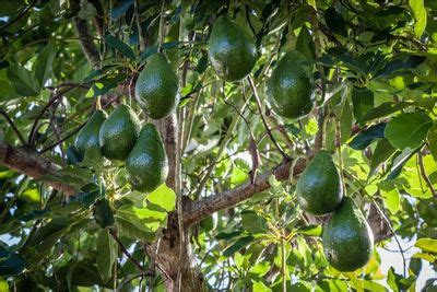 Avocado Tree Growth Stages | Life Cycle