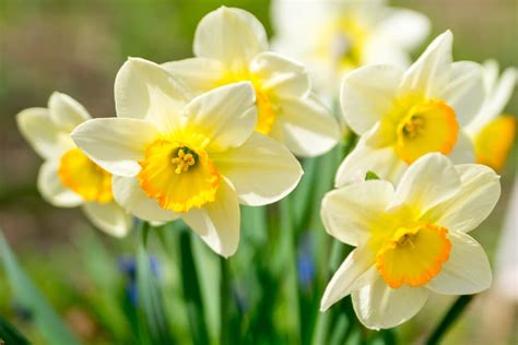 What Are The Best Spring Flowering Bulbs To Plant In Your Region Gfl