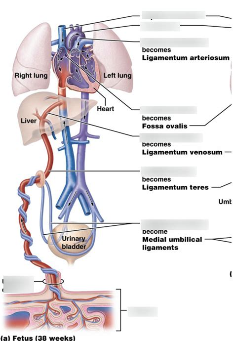 Fetus Circulation Diagram Quizlet