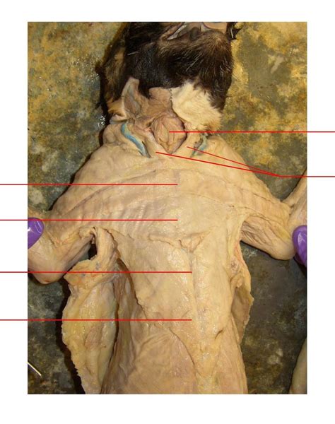 Throat And Chest Cat Dissection Diagram Quizlet