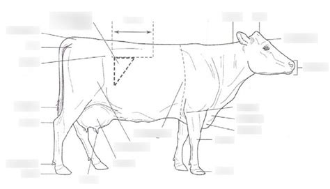 Diagram of Bovine External Anatomy I | Quizlet