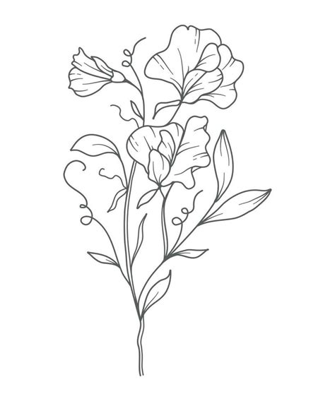 Sweet Pea Line Art. Sweet Pea outline Illustration. April Birth Month Flower. Sweet Pea flower ...