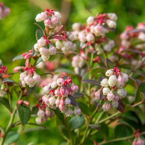 Blueberry Bush Flower